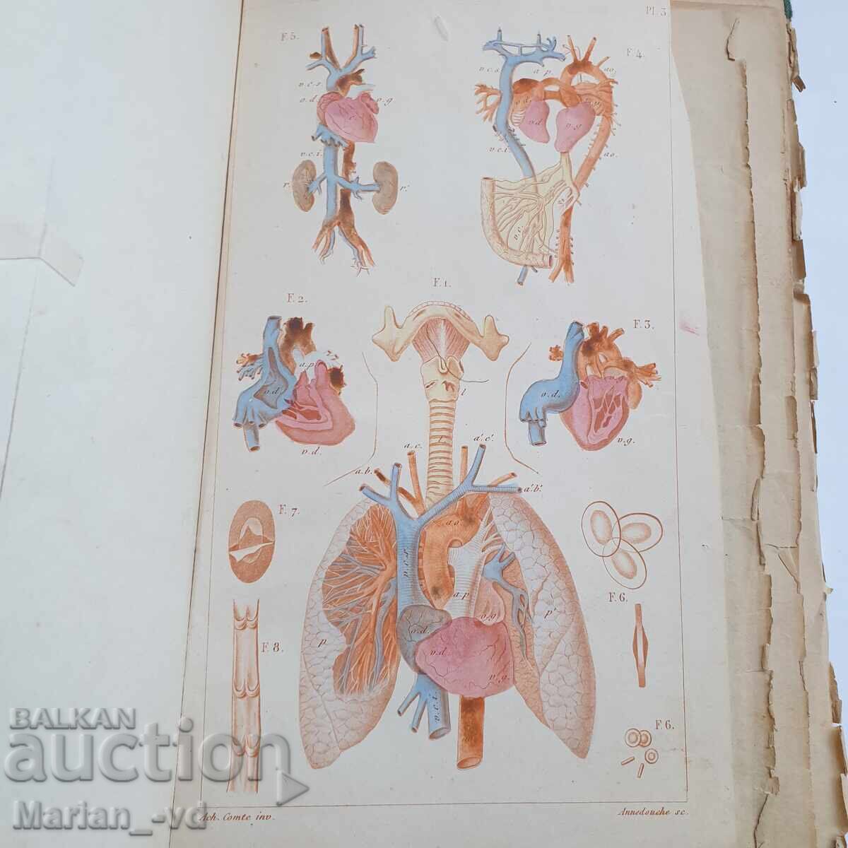 Delivery of Book "Structure of the Human Body" from 1885 Delivery of Book "Structure of the Human Body" from 1885