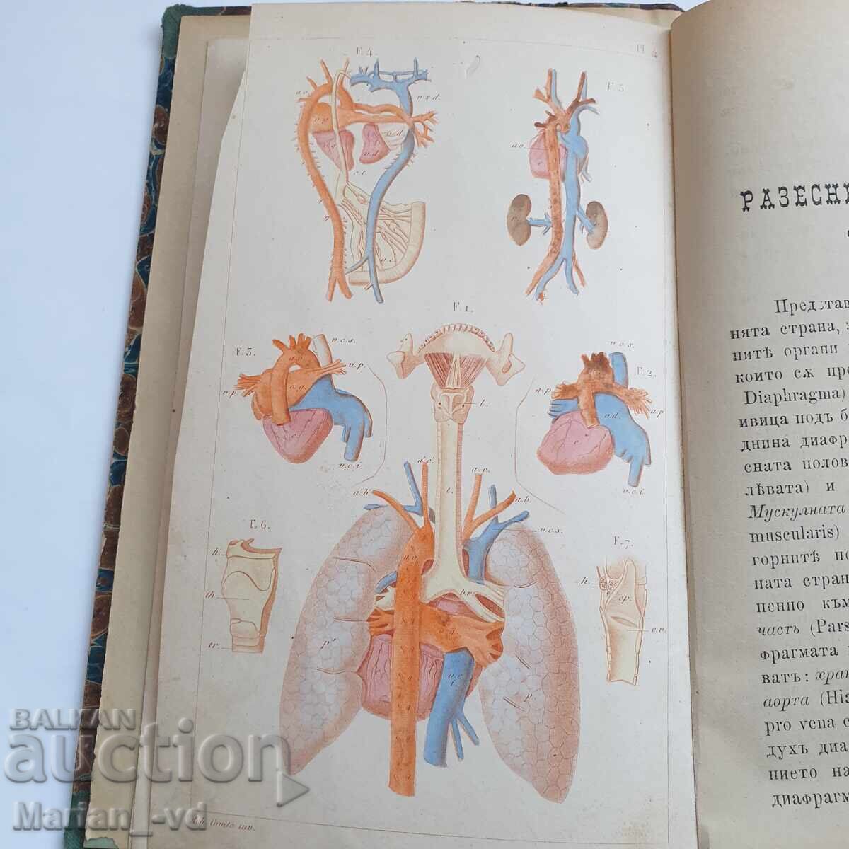 Book "Structure of the Human Body" from 1885 - 5 Book "Structure of the Human Body" from 1885 - 5