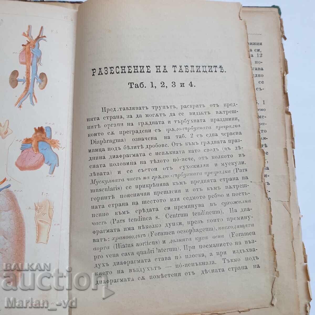 Book "Structure of the Human Body" from 1885 - 6 Book "Structure of the Human Body" from 1885 - 6