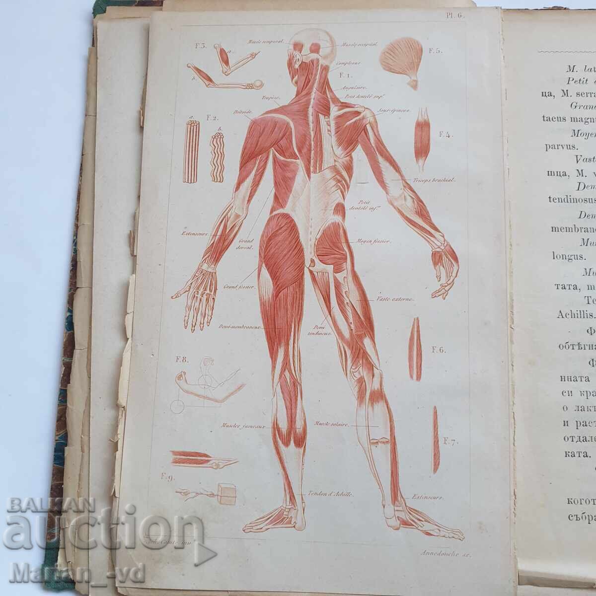 Book "Structure of the Human Body" from 1885 - 7 Book "Structure of the Human Body" from 1885 - 7