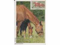 Card maximum FDC Horses