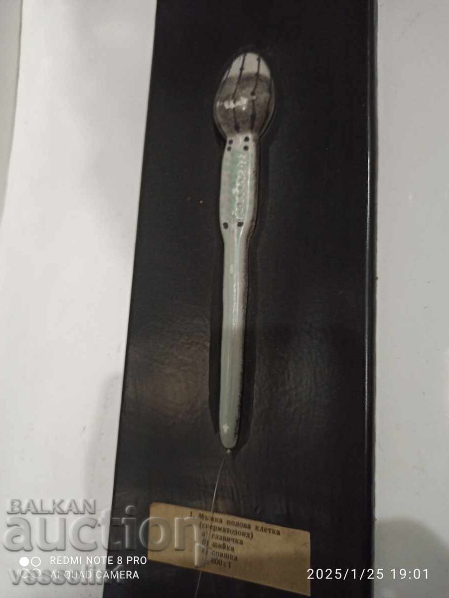 Auction  Old sign, educational board - device of SPERMATOZOID 50cm/