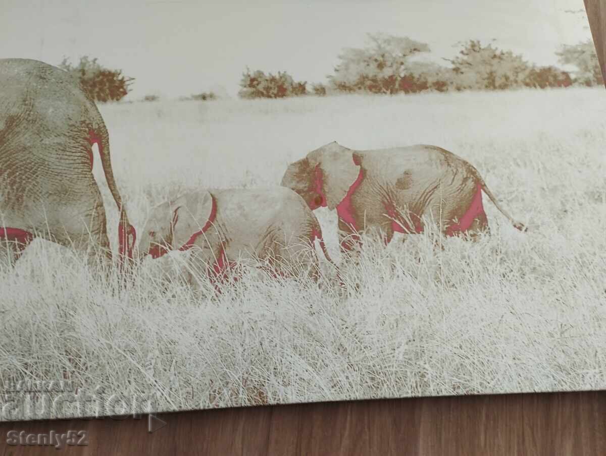 Delivery of Framed vinyl painting "Elephants"