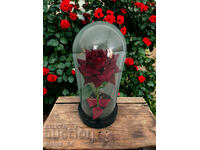 Beautiful illuminated rose in a glass jar with a beautiful gift box