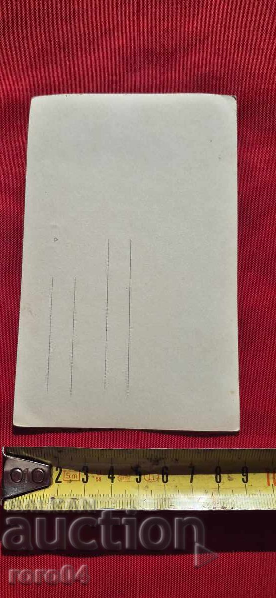 BEACH - CAT - UMBRELLAS - 7