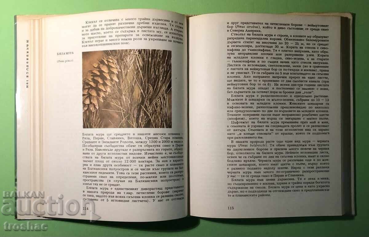 Old Book Atlas of Botany/Sl.Petrov,E.Palamarev - 6 Old Book Atlas of Botany/Sl.Petrov,E.Palamarev - 6
