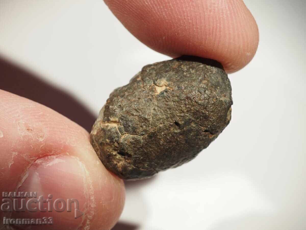 Auction Meteorite NWA 869 Auction Meteorite NWA 869