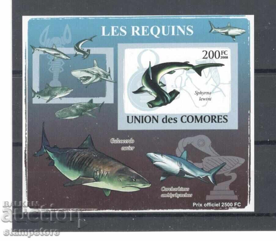 Comoros Islands - Block Sharks Comoros Islands - Block Sharks