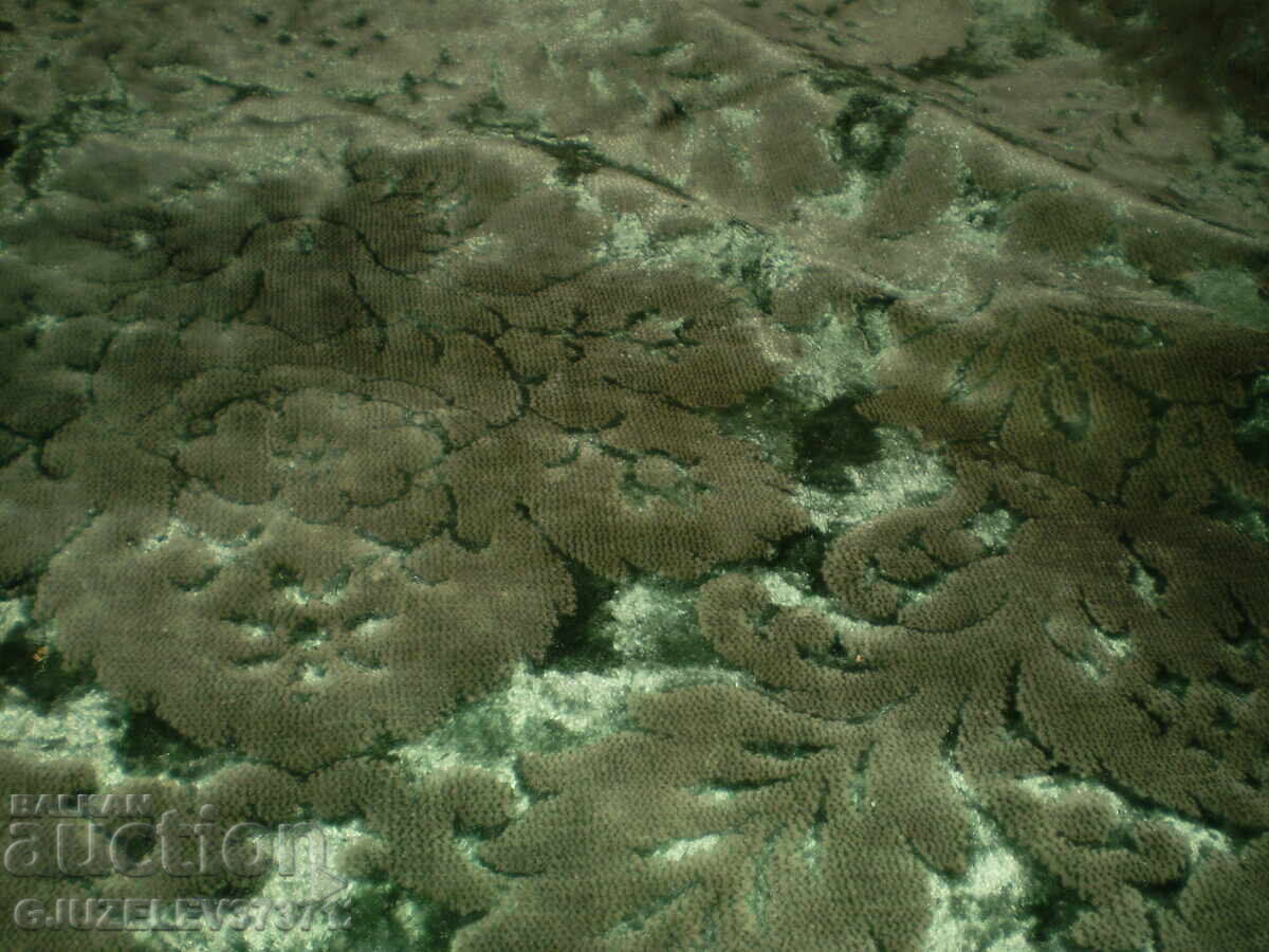 Fata de masa dreptunghiulara vintage din catifea cu un design foarte frumos - 5