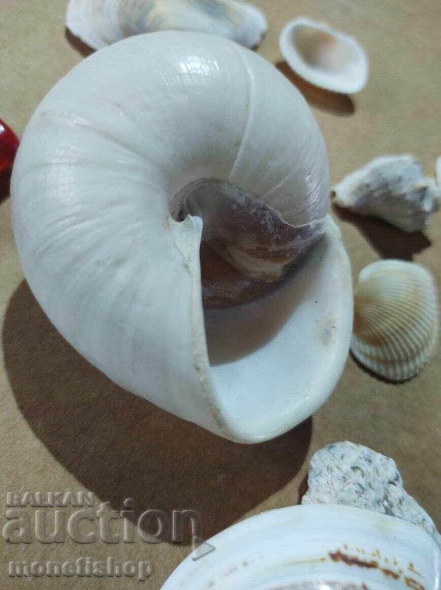 Δώρα στον ωκεανό με τιμή 25.00 BGN | € 12.78