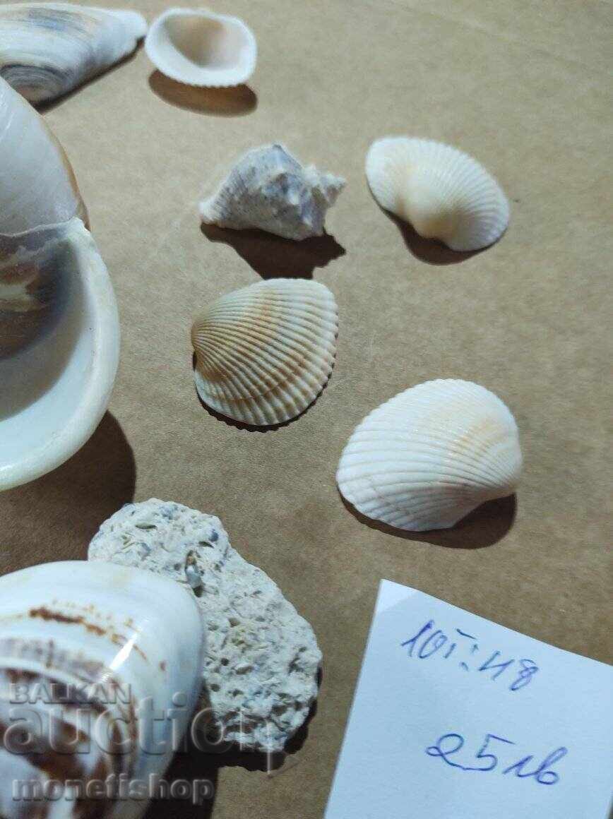 Δημοπρασία Δώρα στον ωκεανό