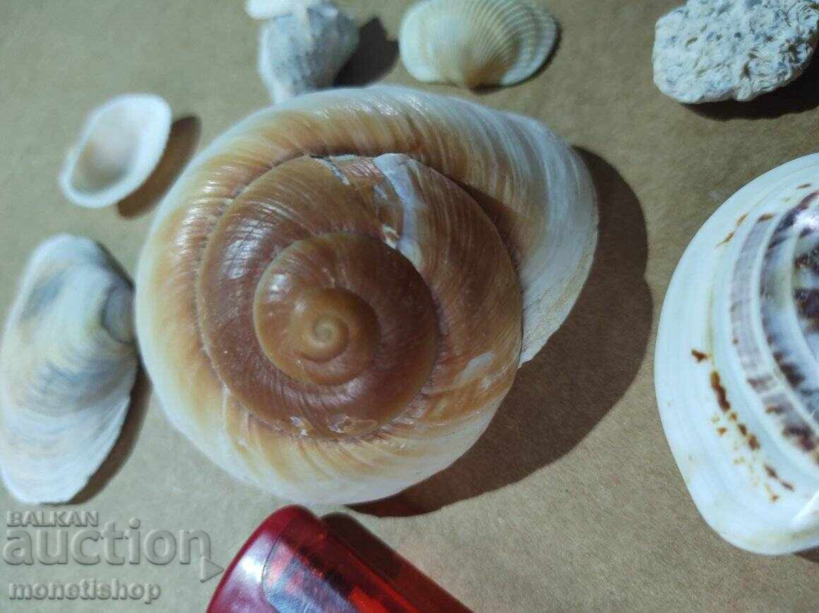 Παράδοση Δώρα στον ωκεανό