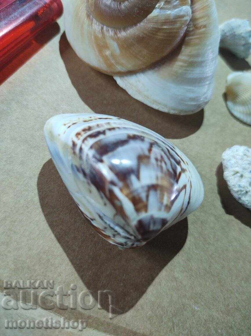 Δώρα στον ωκεανό - 5