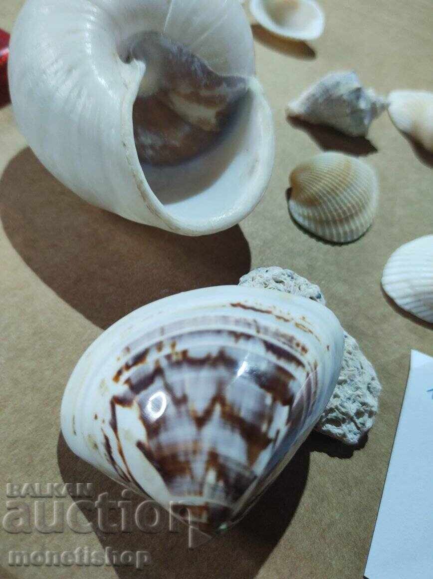 Δώρα στον ωκεανό - 7