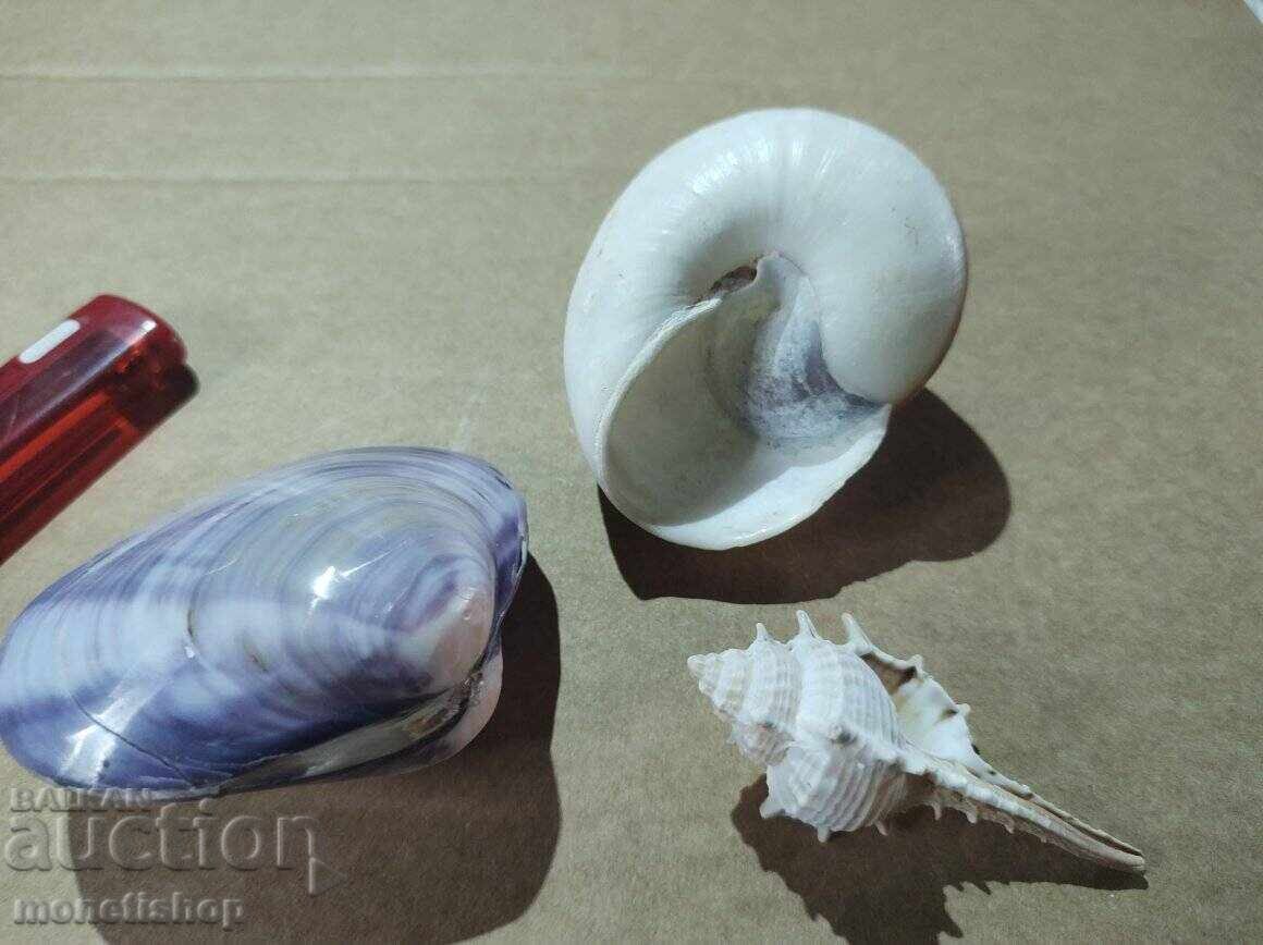 Δημοπρασία Δώρα στον ωκεανό. Δημοπρασία Δώρα στον ωκεανό.