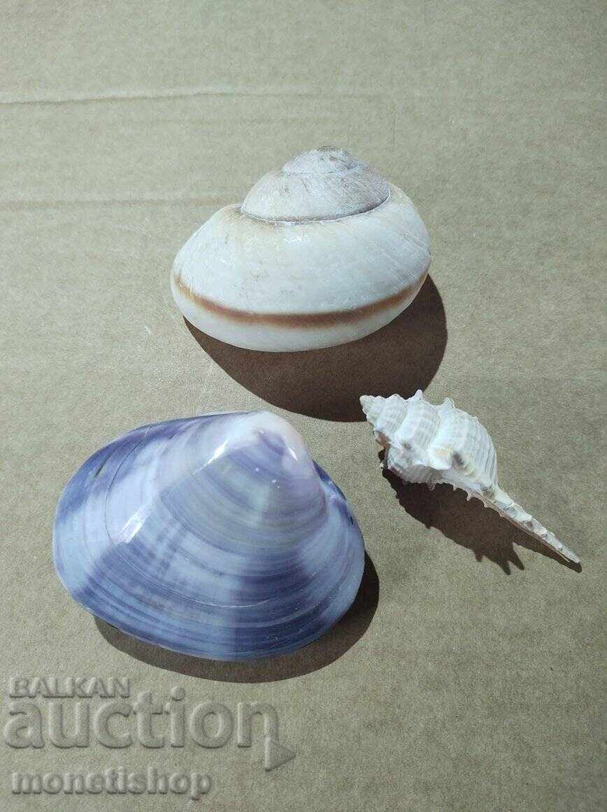 Παράδοση Δώρα στον ωκεανό. Παράδοση Δώρα στον ωκεανό.