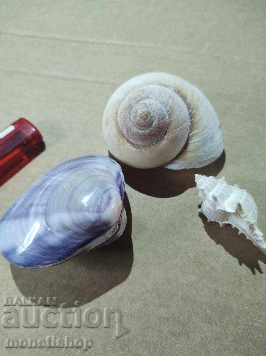 Δώρα στον ωκεανό. Δώρα στον ωκεανό.