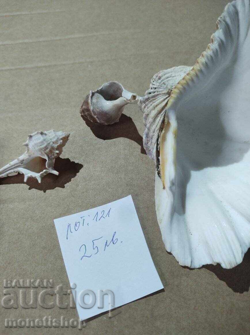 Δώρα στον ωκεανό με τιμή 25.00 BGN | € 12.78 Δώρα στον ωκεανό με τιμή 25.00 BGN | € 12.78