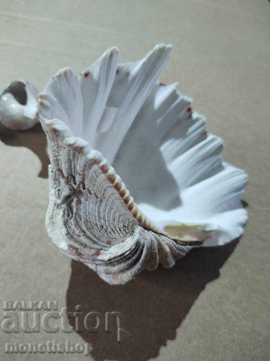 Δημοπρασία Δώρα στον ωκεανό Δημοπρασία Δώρα στον ωκεανό