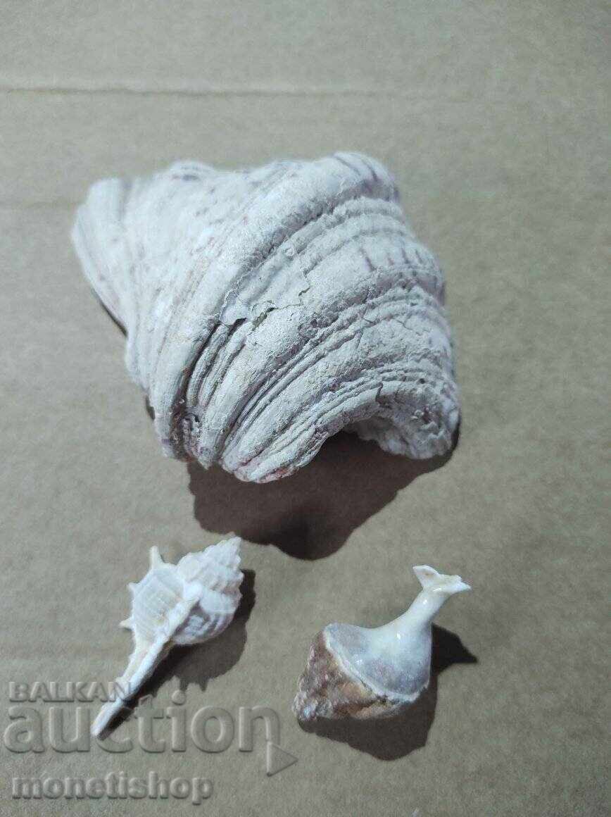 Δώρα στον ωκεανό Δώρα στον ωκεανό