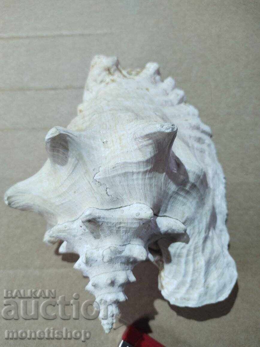 Τεράστιο κέλυφος με τιμή 70.00 BGN | € 35.79 Τεράστιο κέλυφος με τιμή 70.00 BGN | € 35.79