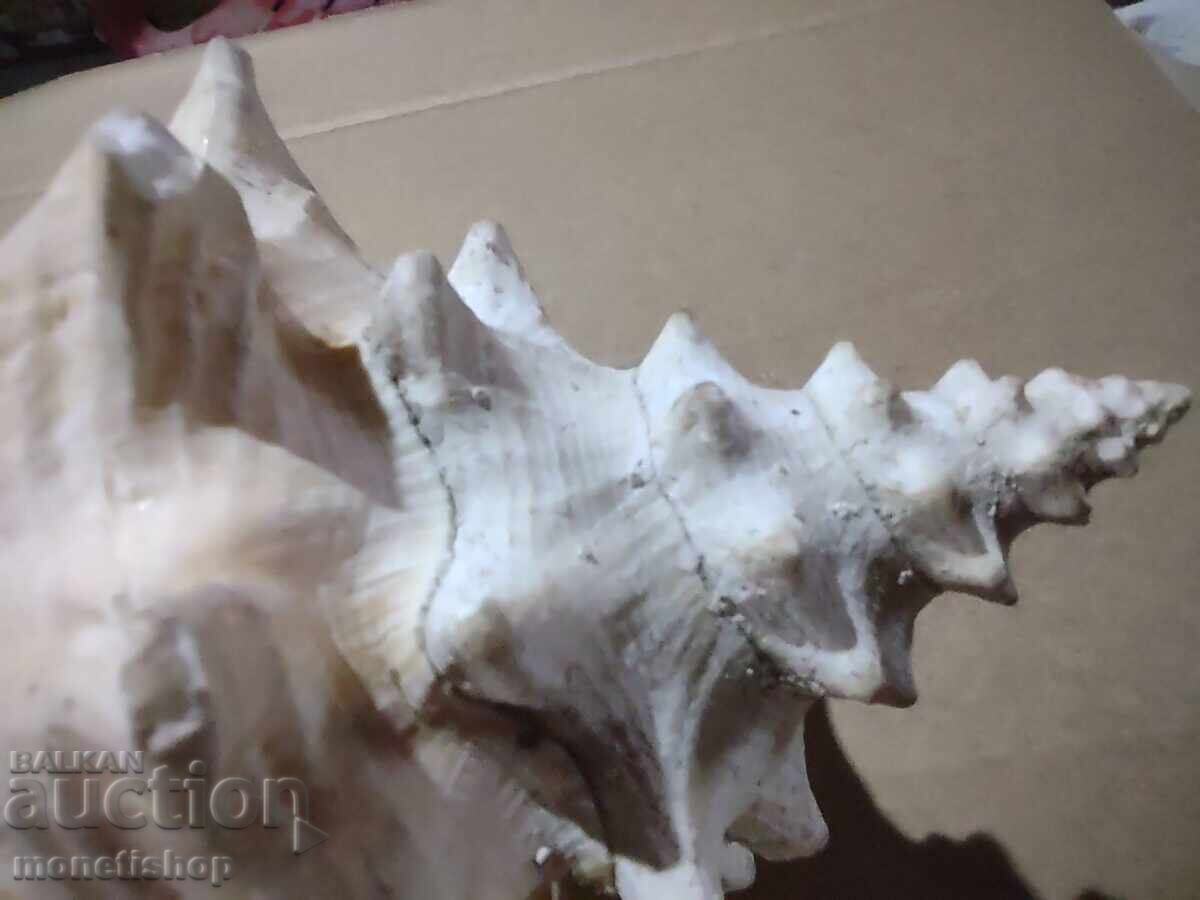 Δημοπρασία Τεράστιο κέλυφος Δημοπρασία Τεράστιο κέλυφος