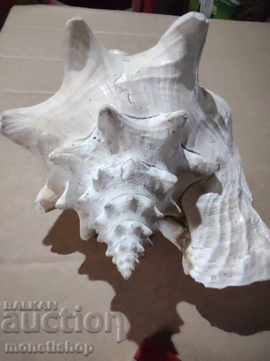 Τεράστιο κέλυφος - 5 Τεράστιο κέλυφος - 5