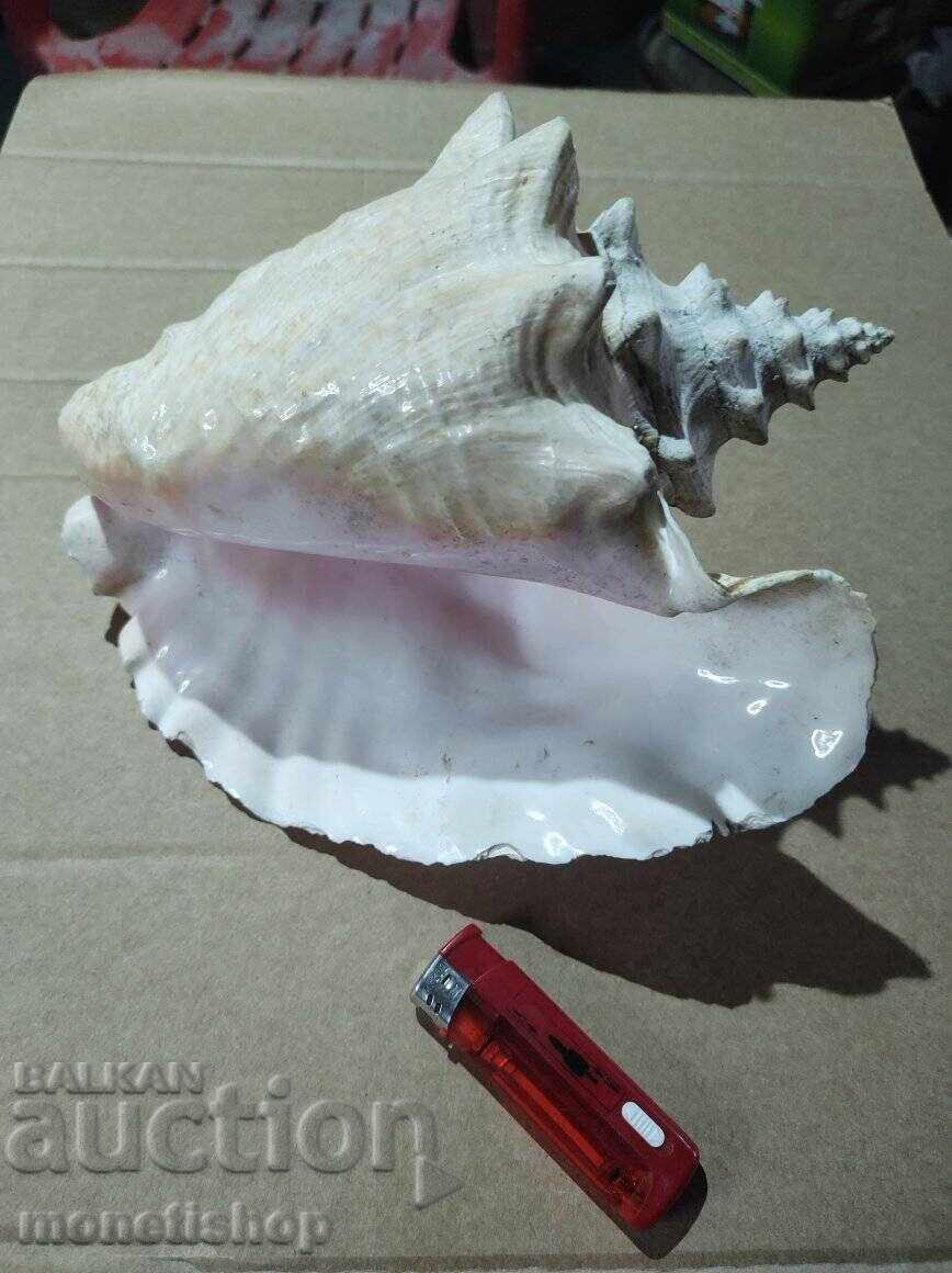 Τεράστιο κέλυφος Τεράστιο κέλυφος