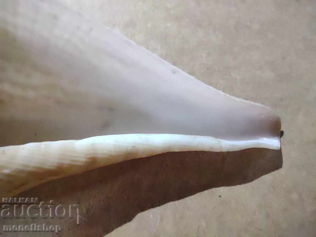 Δώρα στον ωκεανό με τιμή 25.00 BGN | € 12.78 Δώρα στον ωκεανό με τιμή 25.00 BGN | € 12.78