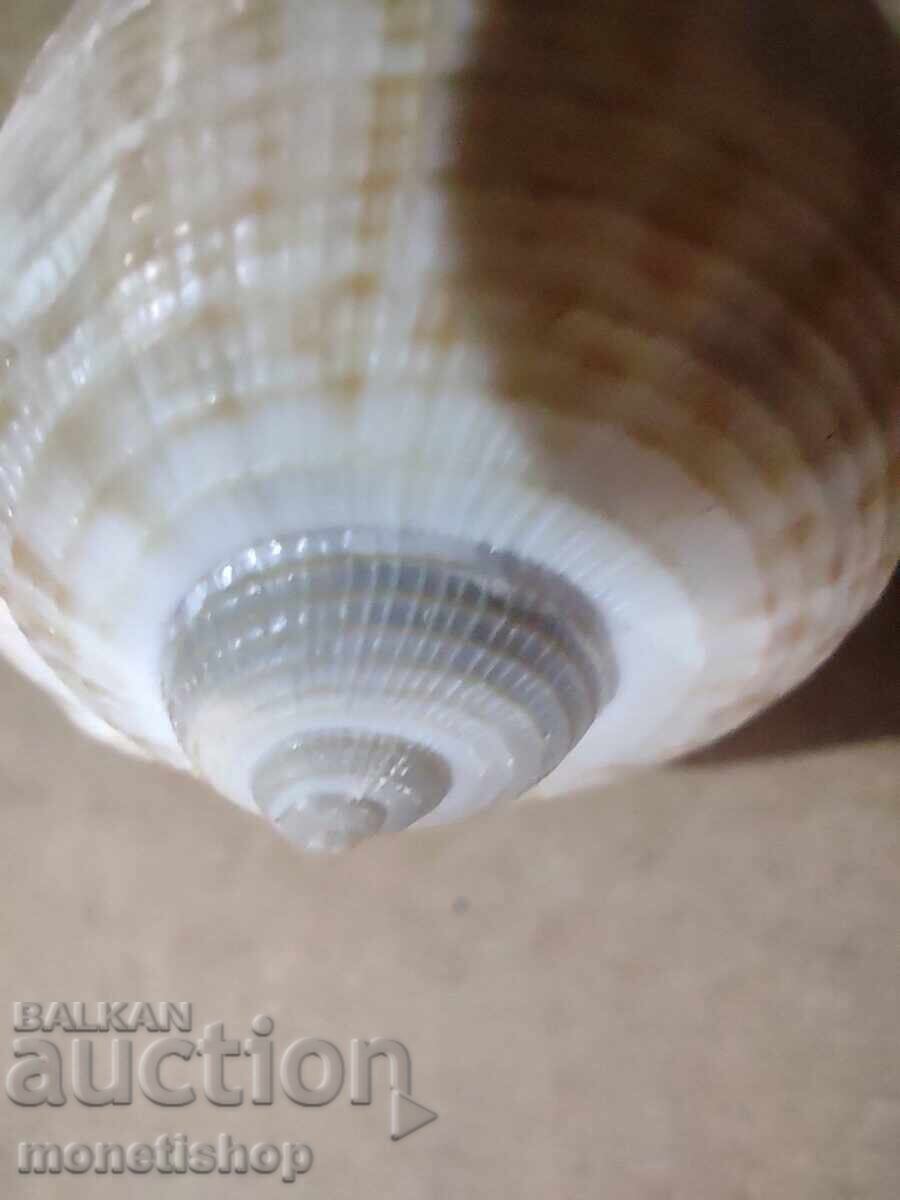 Παράδοση Δώρα στον ωκεανό Παράδοση Δώρα στον ωκεανό