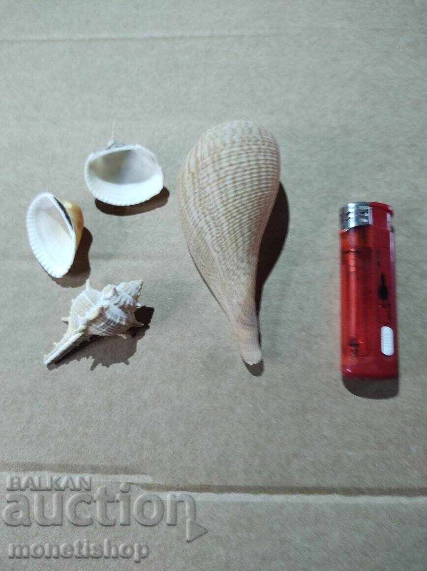 Δώρα στον ωκεανό Δώρα στον ωκεανό