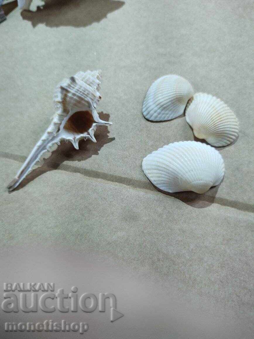 Δώρα στον ωκεανό με τιμή 25.00 BGN | € 12.78