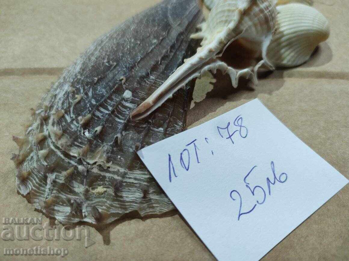 Δημοπρασία Δώρα στον ωκεανό