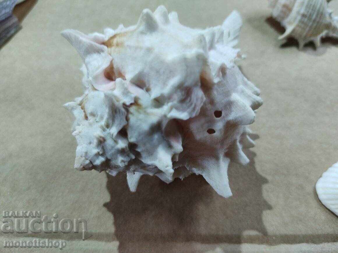 Παράδοση Δώρα στον ωκεανό