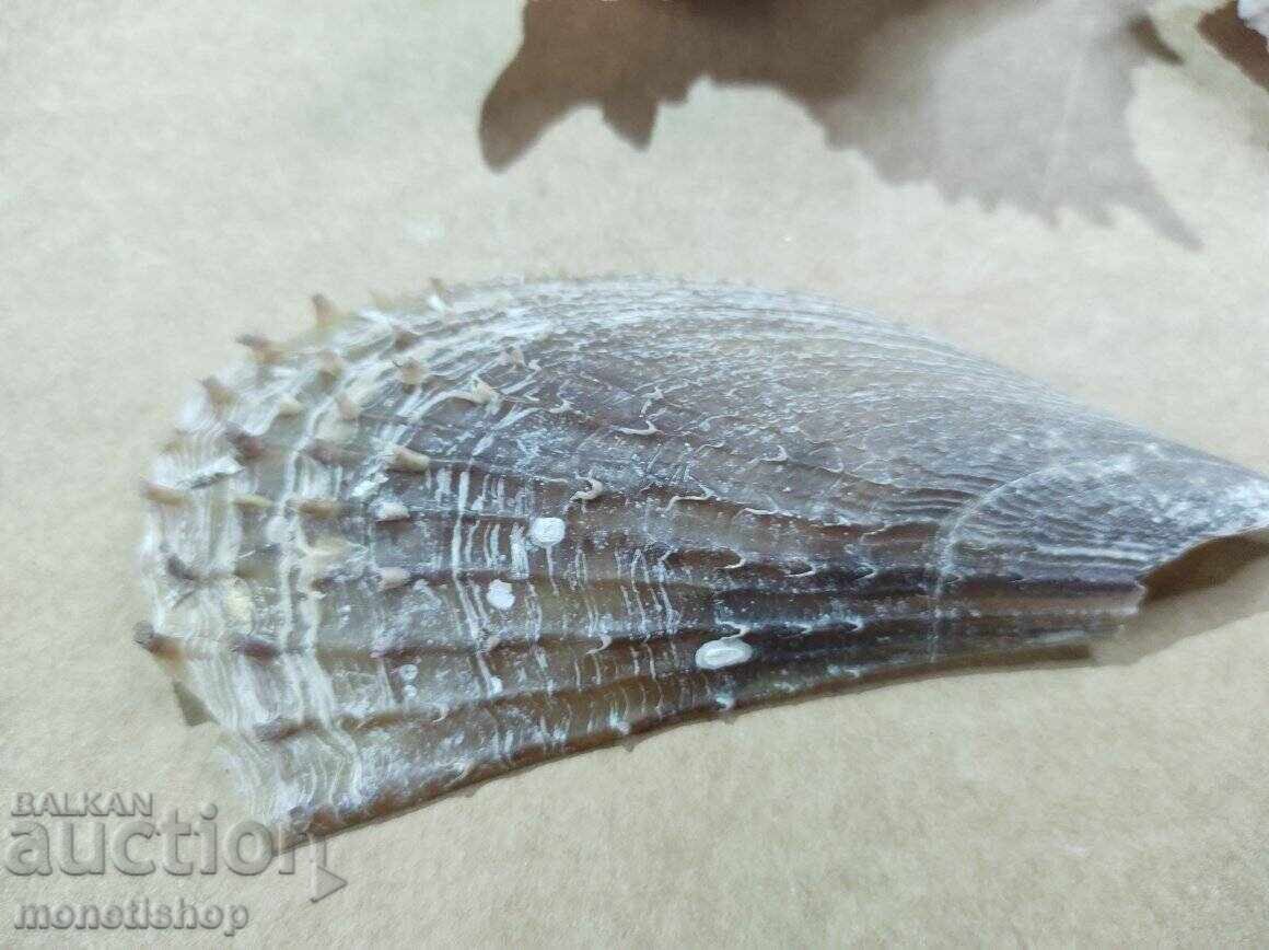 Δώρα στον ωκεανό - 5