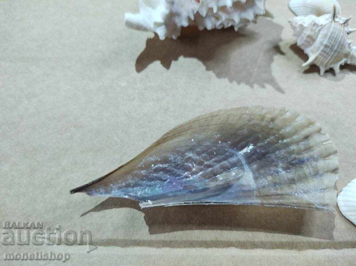 Δώρα στον ωκεανό - 6