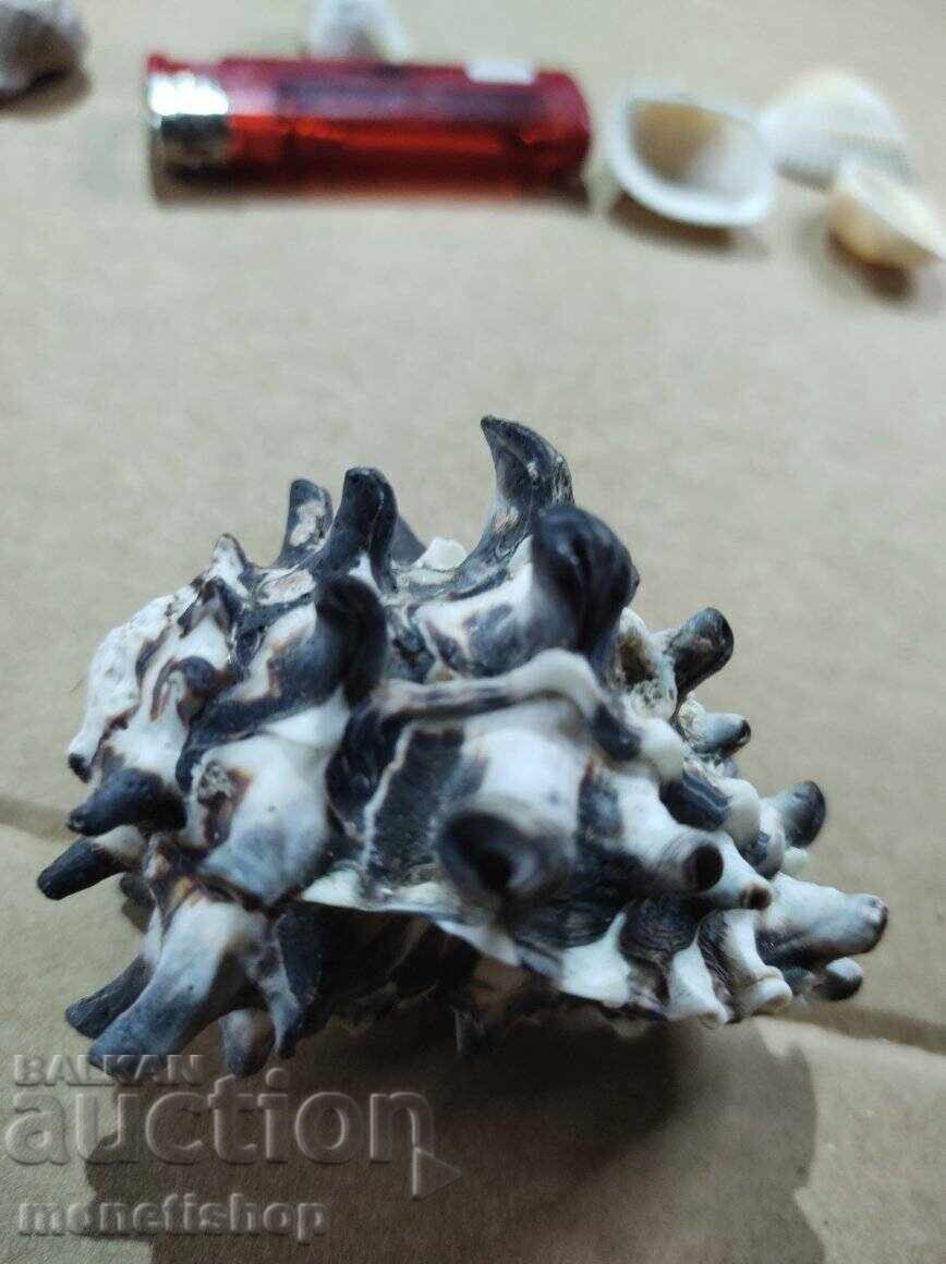 Δώρα στον ωκεανό με τιμή 25.00 BGN | € 12.78