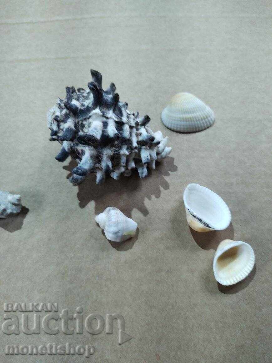 Δημοπρασία Δώρα στον ωκεανό