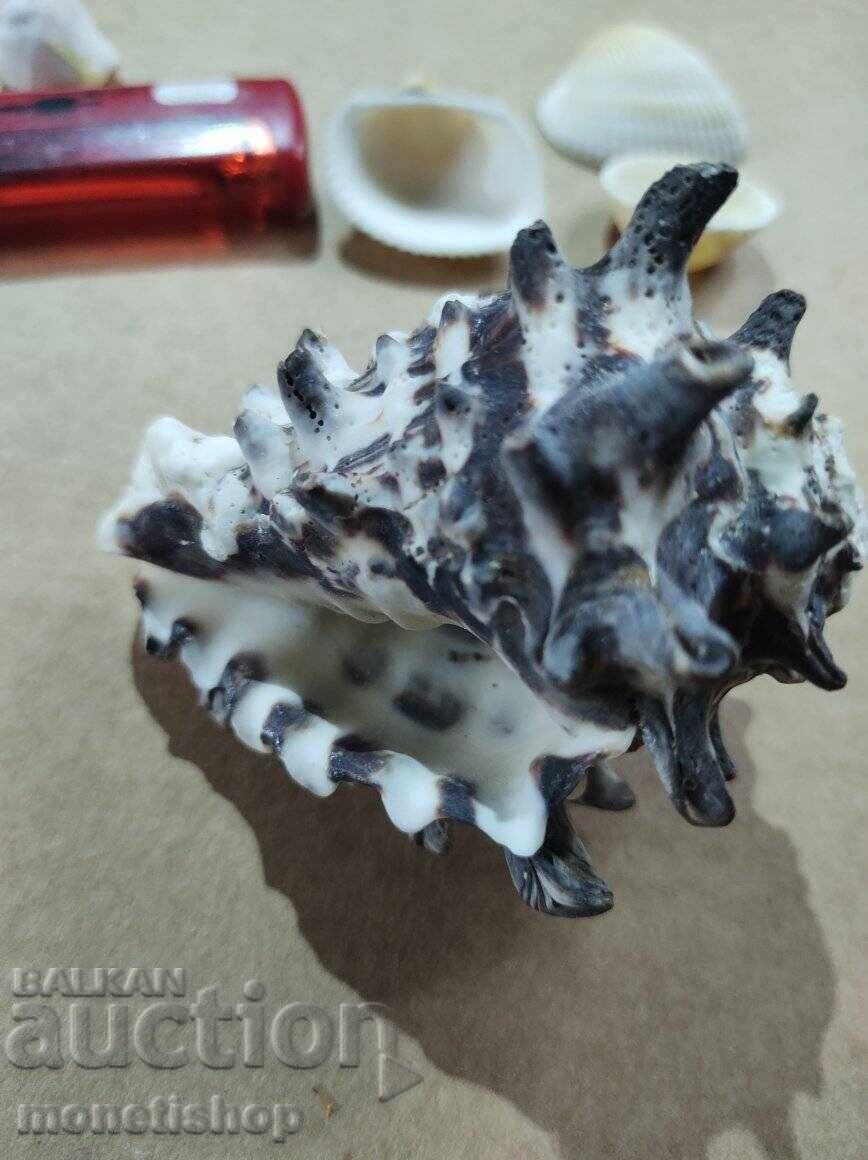 Παράδοση Δώρα στον ωκεανό