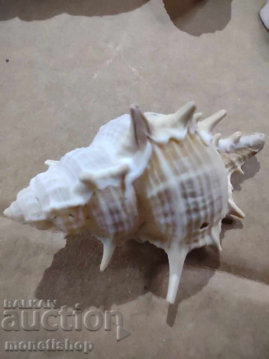 Παράδοση Δώρα στον ωκεανό Παράδοση Δώρα στον ωκεανό