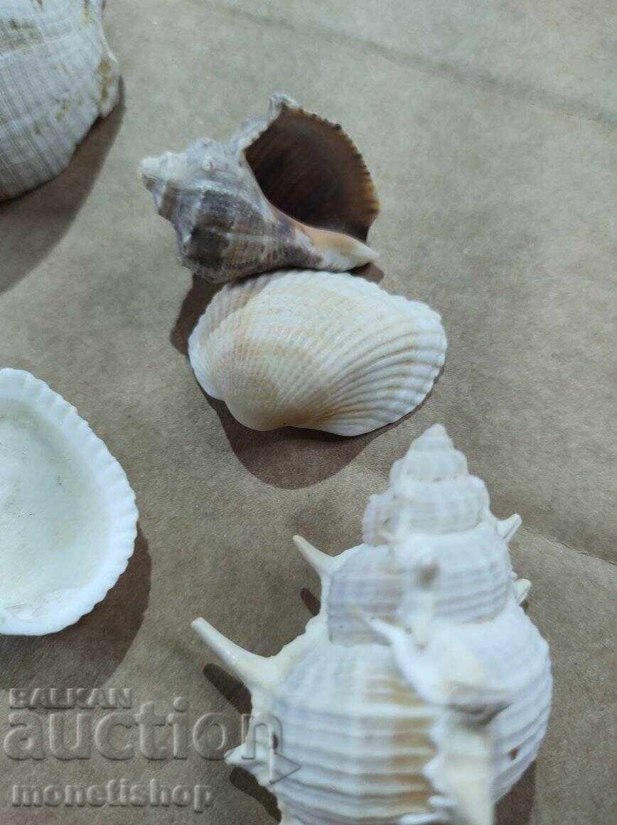 Δώρα στον ωκεανό - 5 Δώρα στον ωκεανό - 5