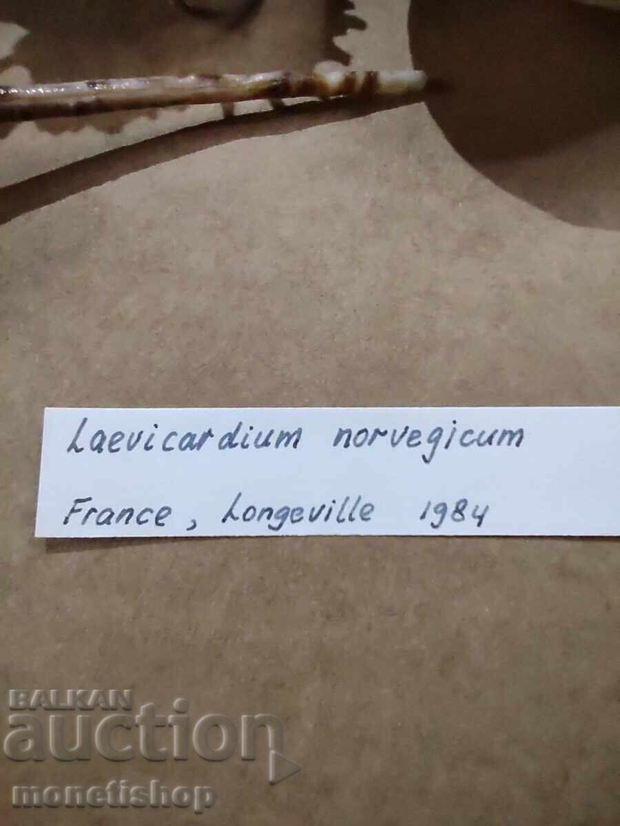 Ocean gifts. with price 30.00 BGN | € 15.34 Ocean gifts. with price 30.00 BGN | € 15.34