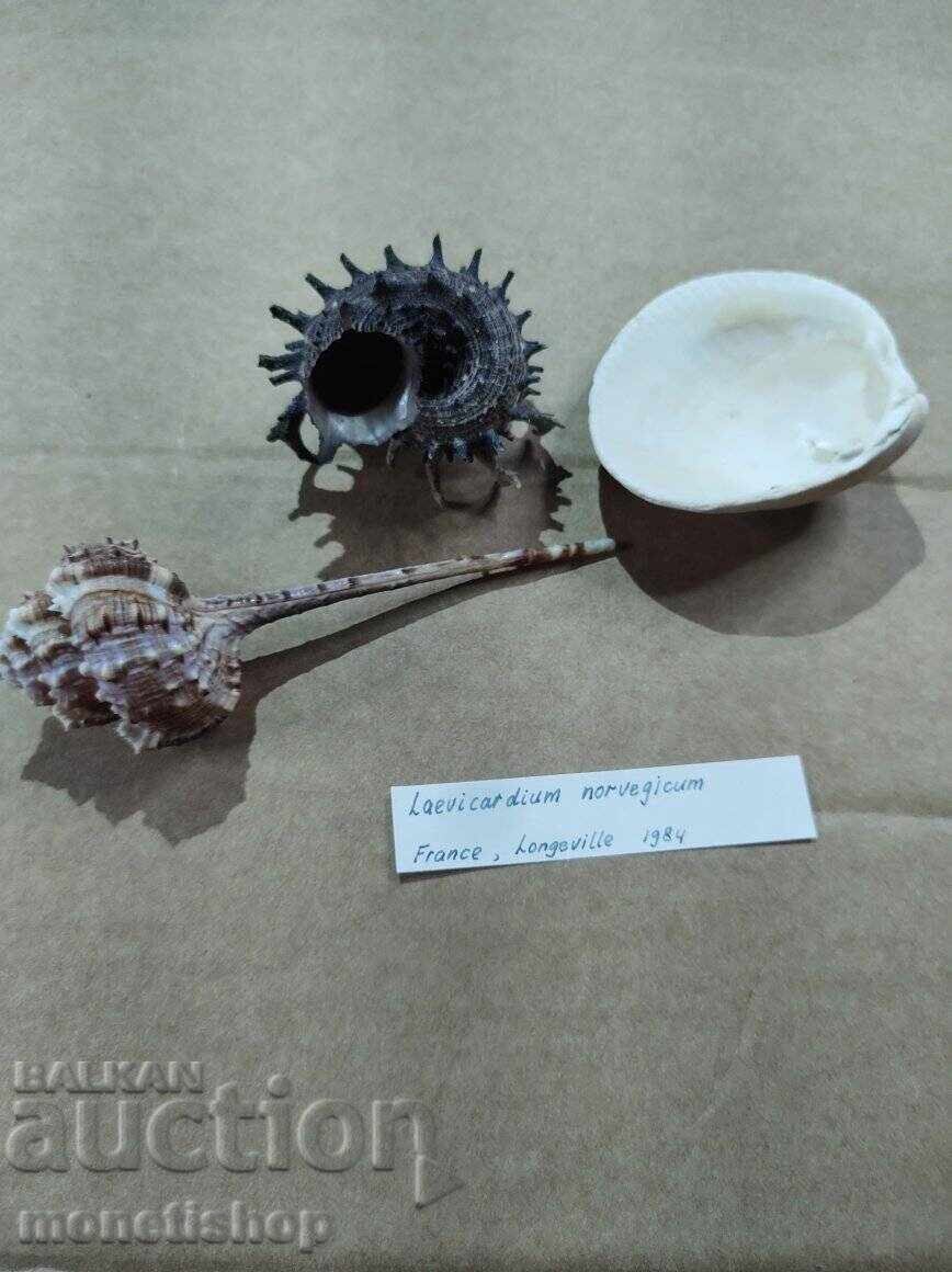 Auction Ocean gifts. Auction Ocean gifts.