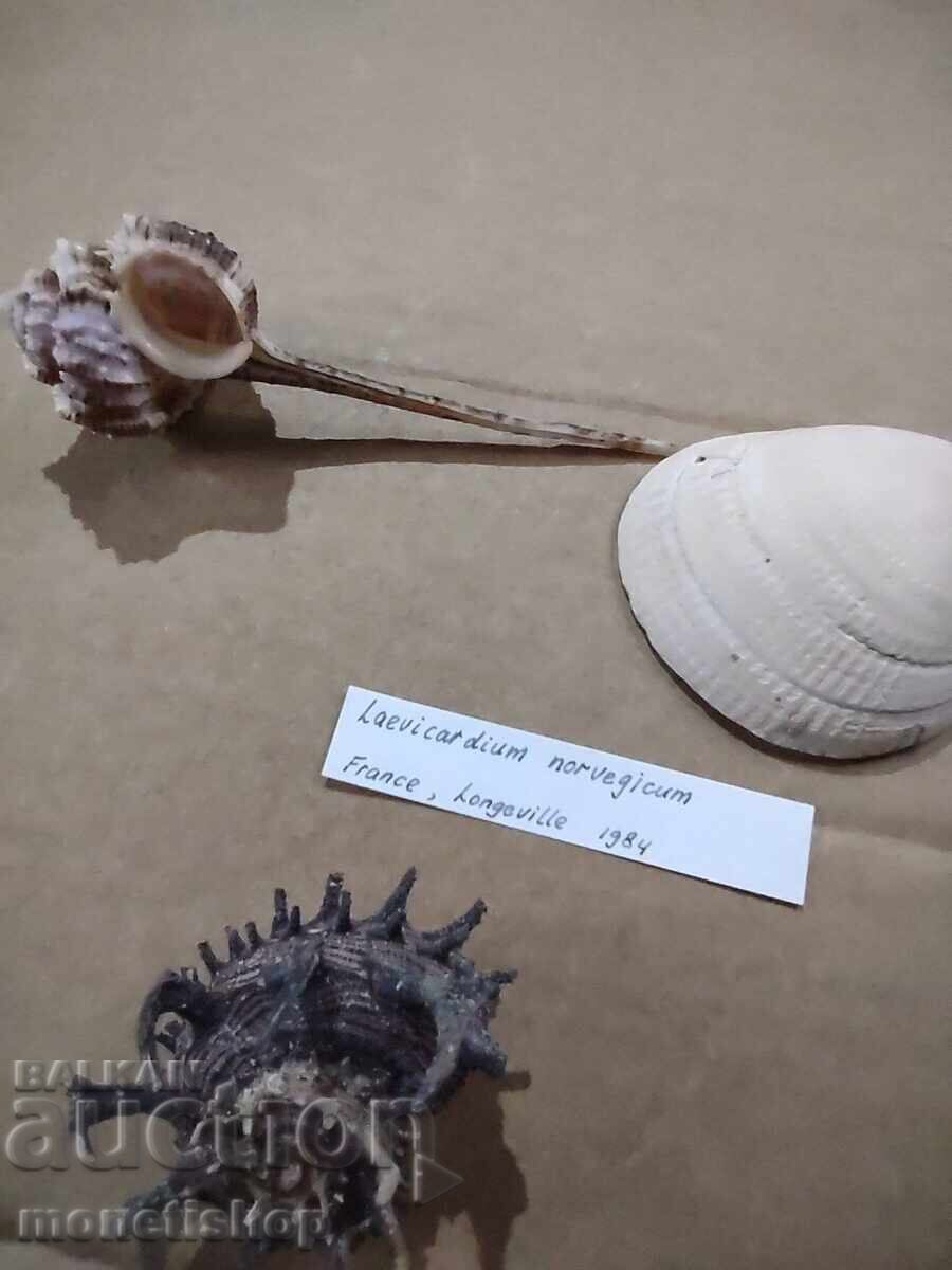 Ocean gifts. Ocean gifts.