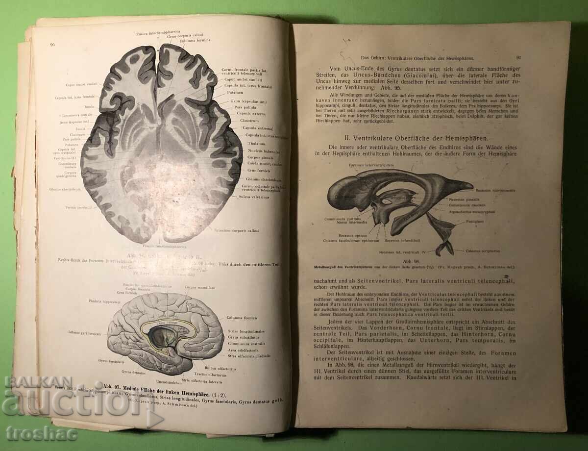 Auction Old Book Human Anatomy / Rauber Kopsch Auction Old Book Human Anatomy / Rauber Kopsch