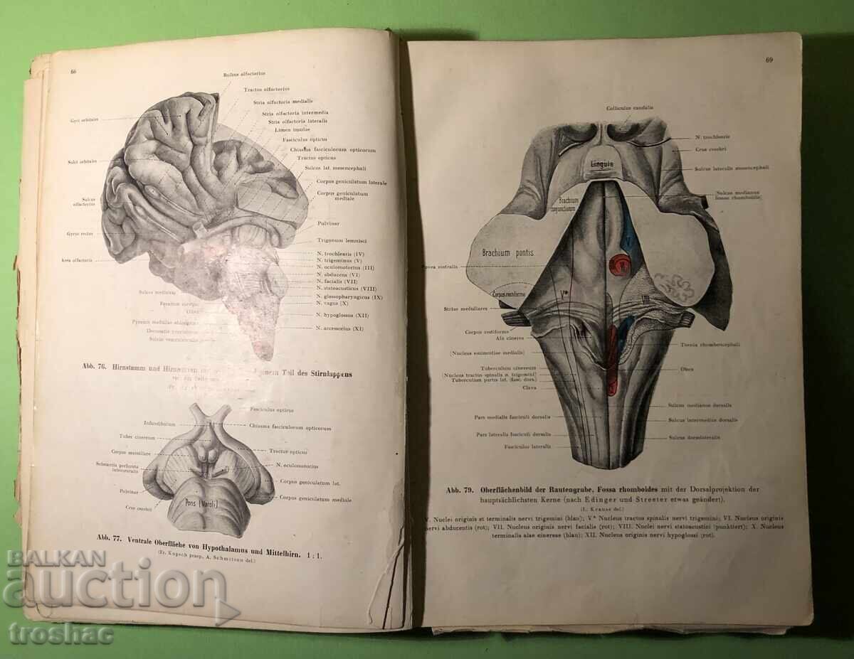 Old Book Human Anatomy / Rauber Kopsch - 5 Old Book Human Anatomy / Rauber Kopsch - 5