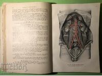 Old Book Human Anatomy / Rauber Kopsch