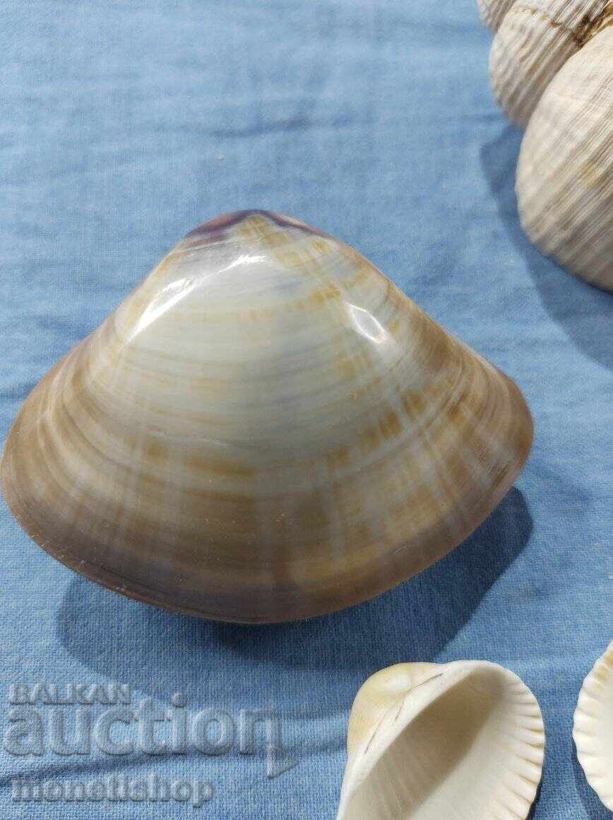 Δώρα στον ωκεανό. - 5 Δώρα στον ωκεανό. - 5