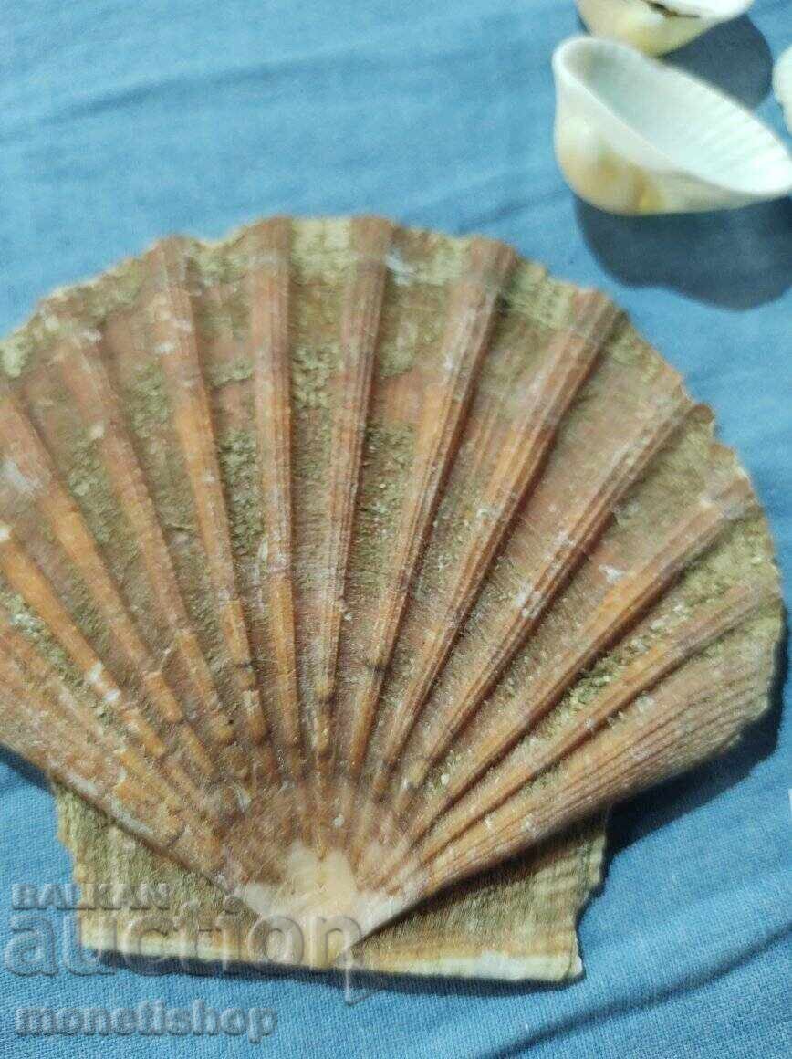 Παράδοση Δώρα στον ωκεανό.