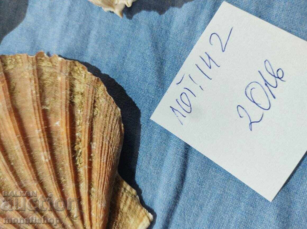 Δώρα στον ωκεανό. - 5